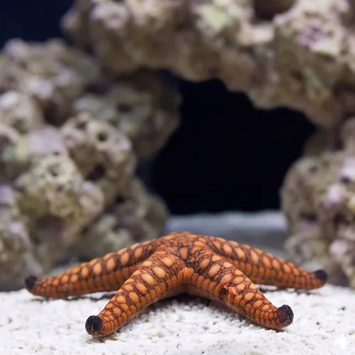 Marble Starfish