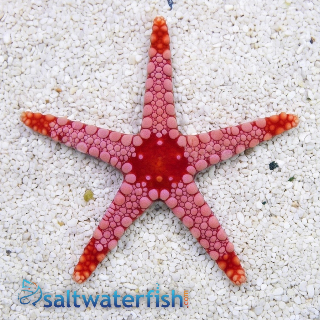 Marble Starfish: Orange