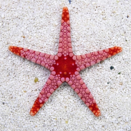 Marble Starfish: Orange - South Asia