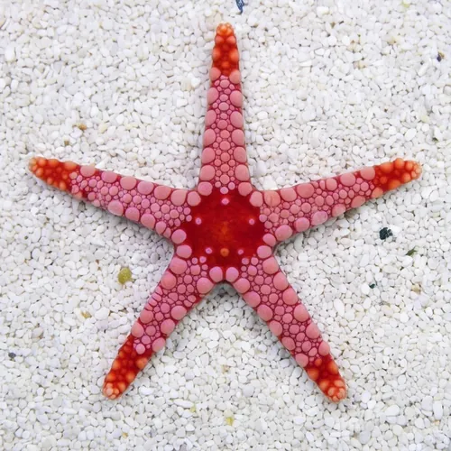 Marble Starfish: Orange