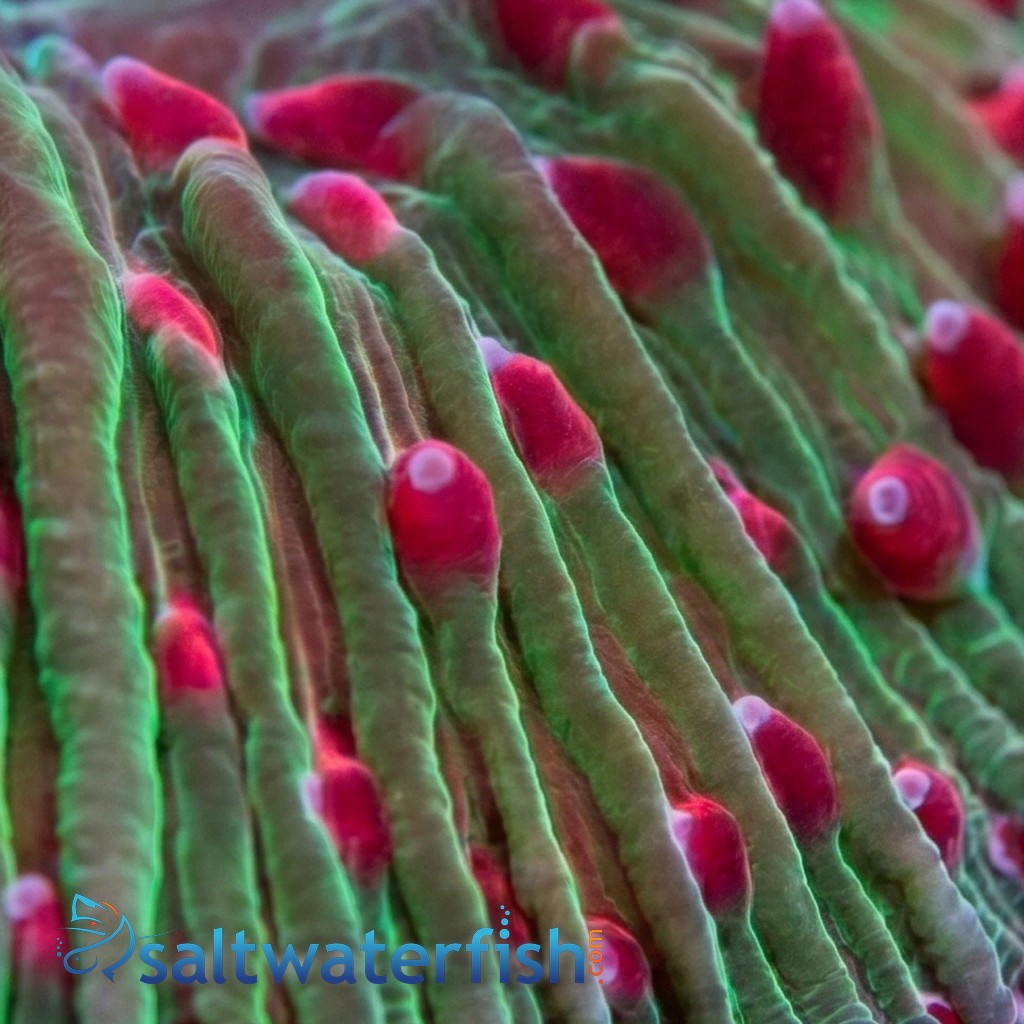 Fungia Diaseris Plate Coral : Colored