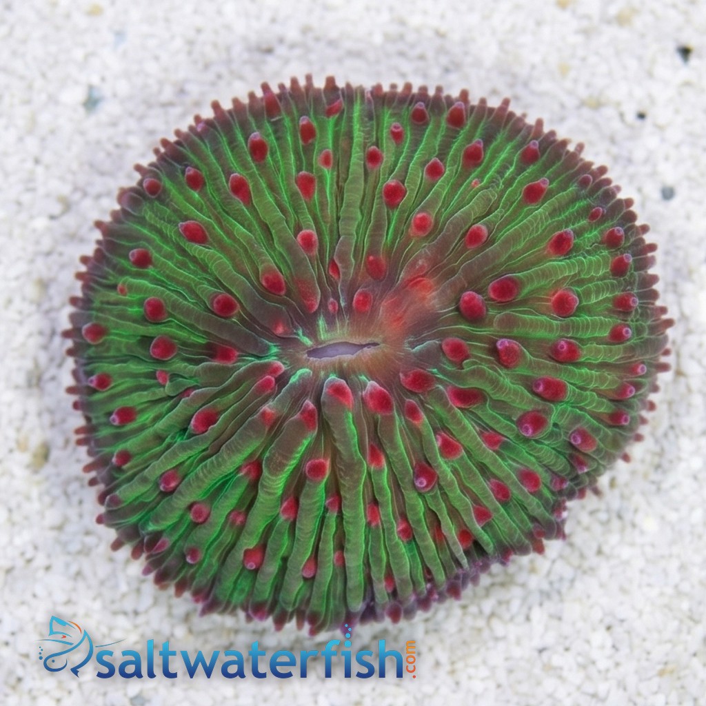 Fungia Diaseris Plate Coral : Colored
