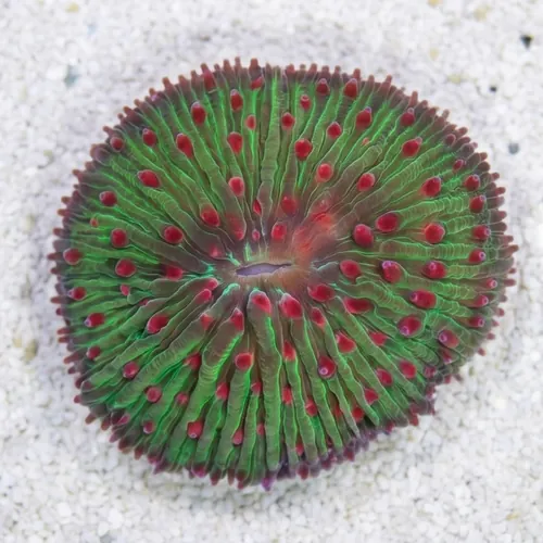 Fungia Diaseris Plate Coral : Colored