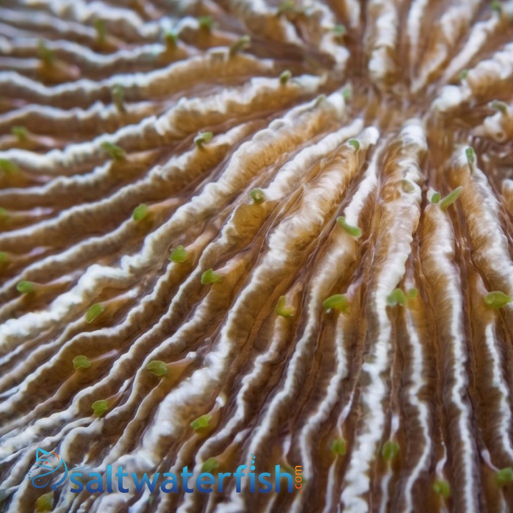 Short Tentacle Plate Coral: Purple - Central Pacific