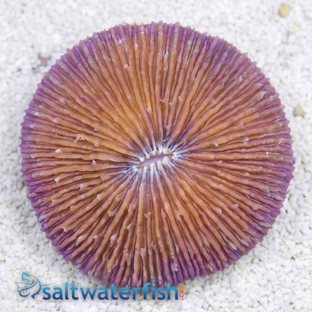 Short Tentacle Plate Coral: Purple - Central Pacific