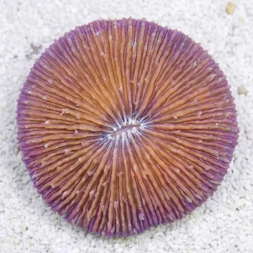 Short Tentacle Plate Coral: Purple - Central Pacific