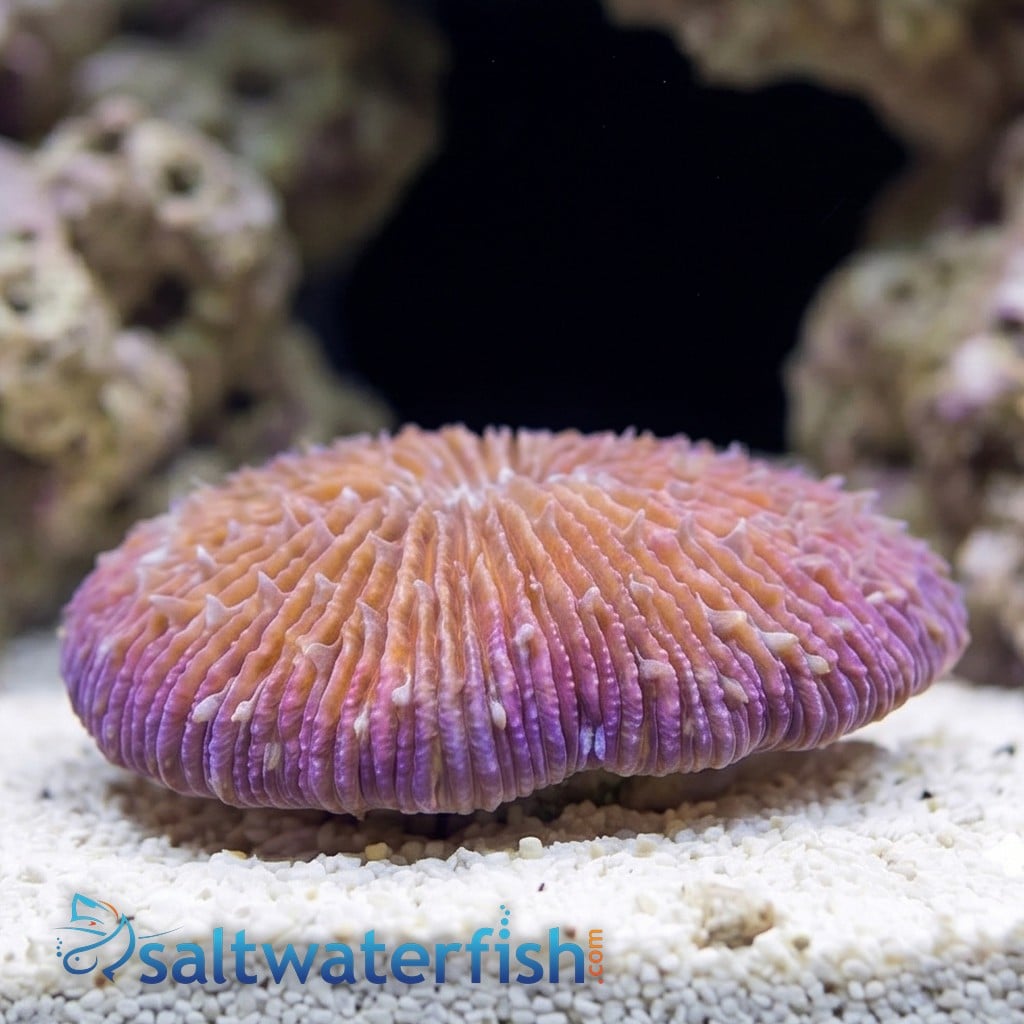 Short Tentacle Plate Coral: Red