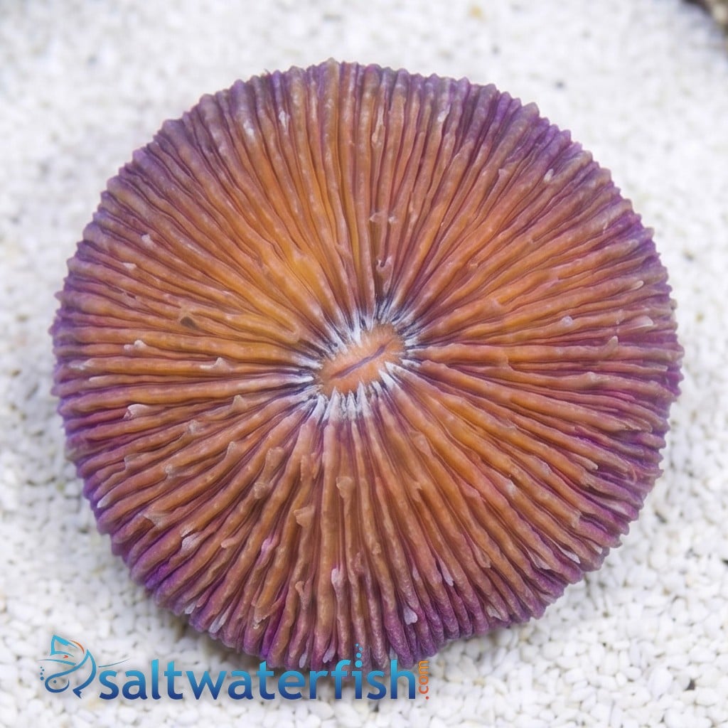 Short Tentacle Plate Coral: Red