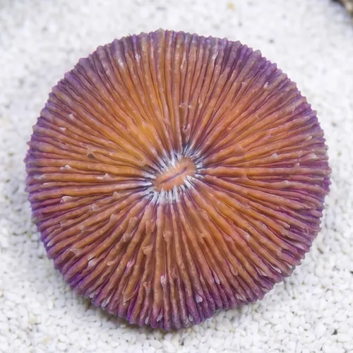 Short Tentacle Plate Coral: Red