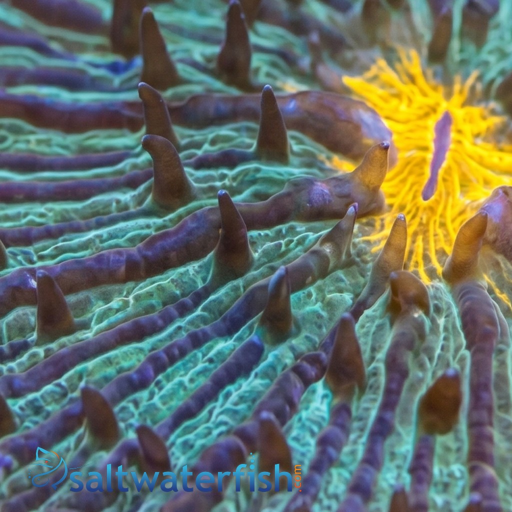 Fungia Plate Coral: UFO Green w/ Orange Rim 