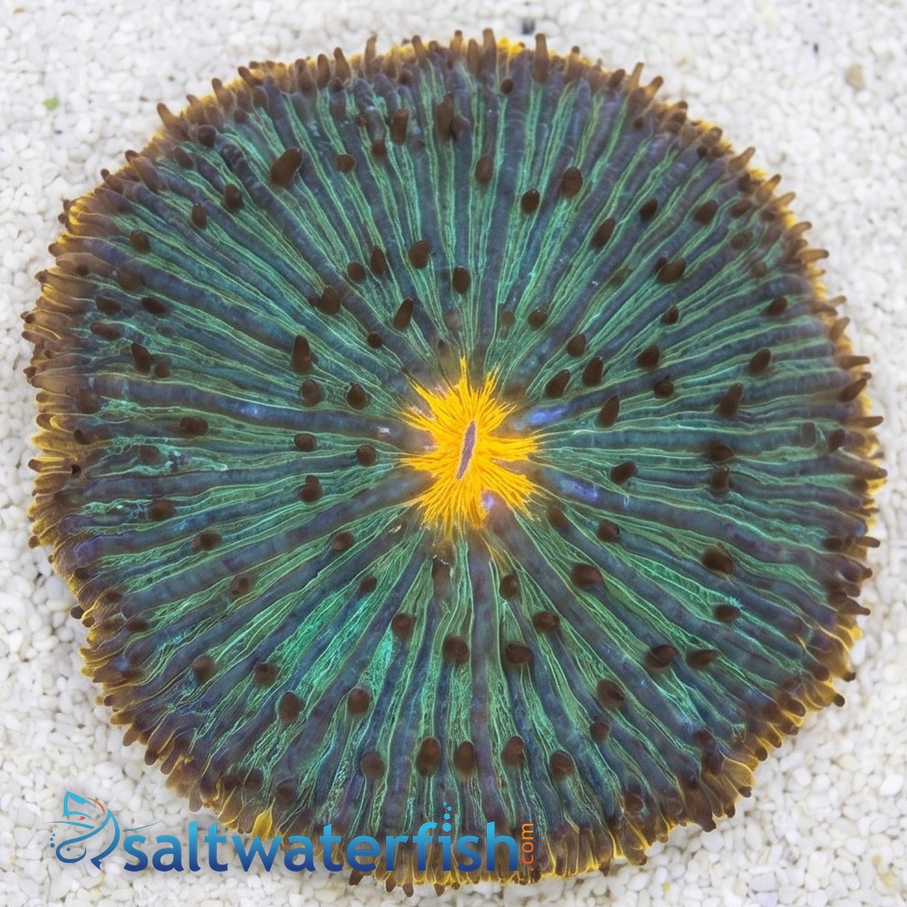 Fungia Plate Coral: UFO Green w/ Orange Rim 