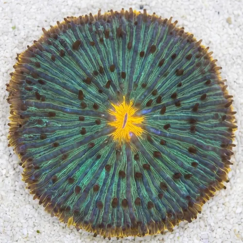 Fungia Plate Coral: UFO Green w/ Orange Rim