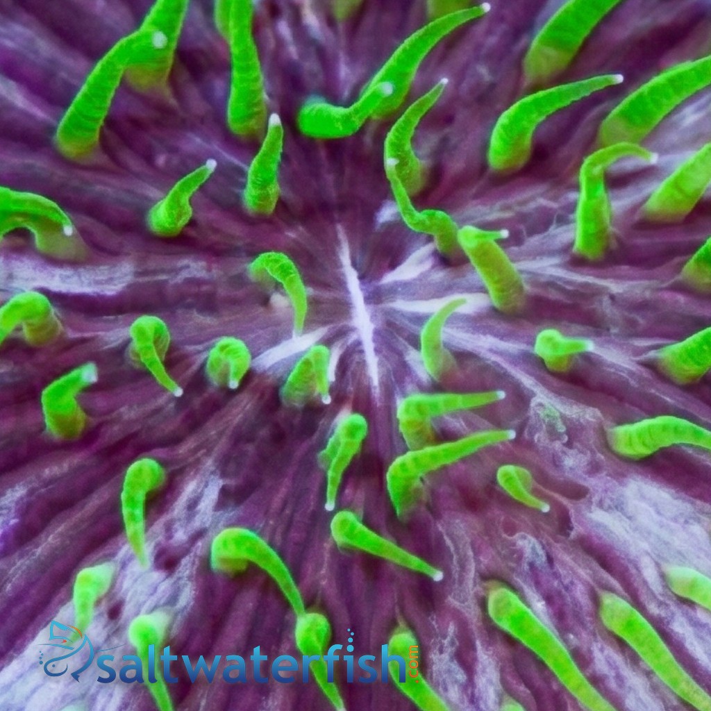 Fungia Plate Coral: Purple & White w/Green Polyps