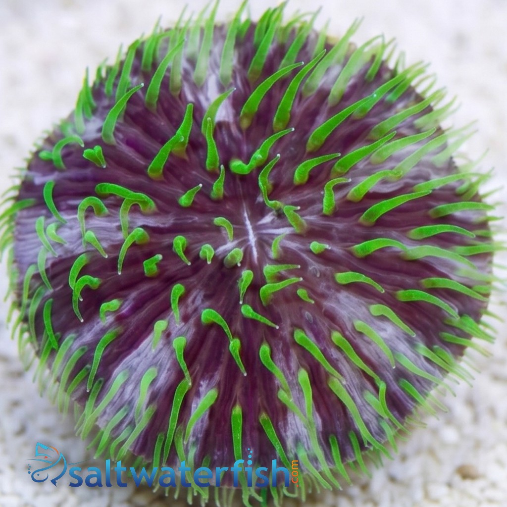 Fungia Plate Coral: Purple & White w/Green Polyps