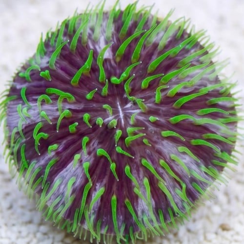 Fungia Plate Coral: Purple & White w/Green Polyps