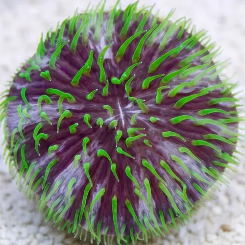 Fungia Plate Coral: Purple & White w/Green Polyps