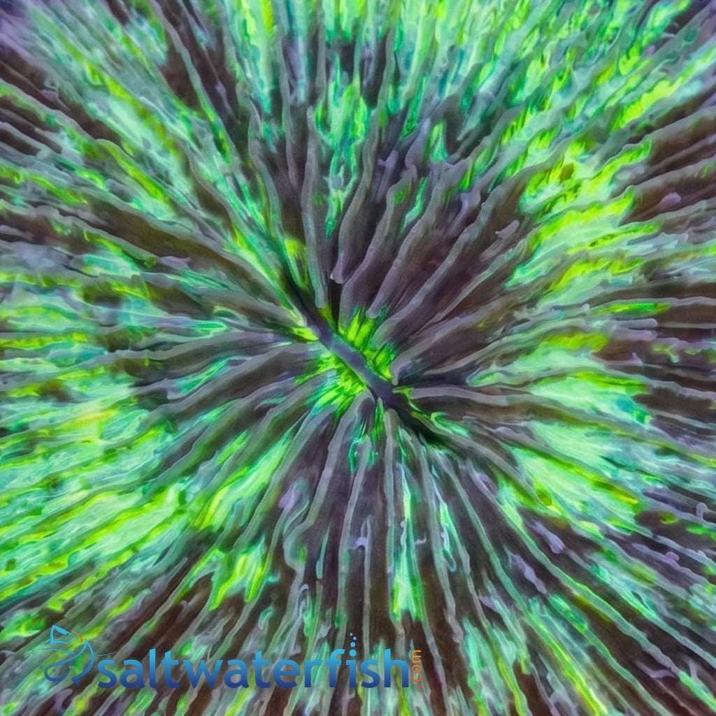 Short Tentacle Plate Coral  