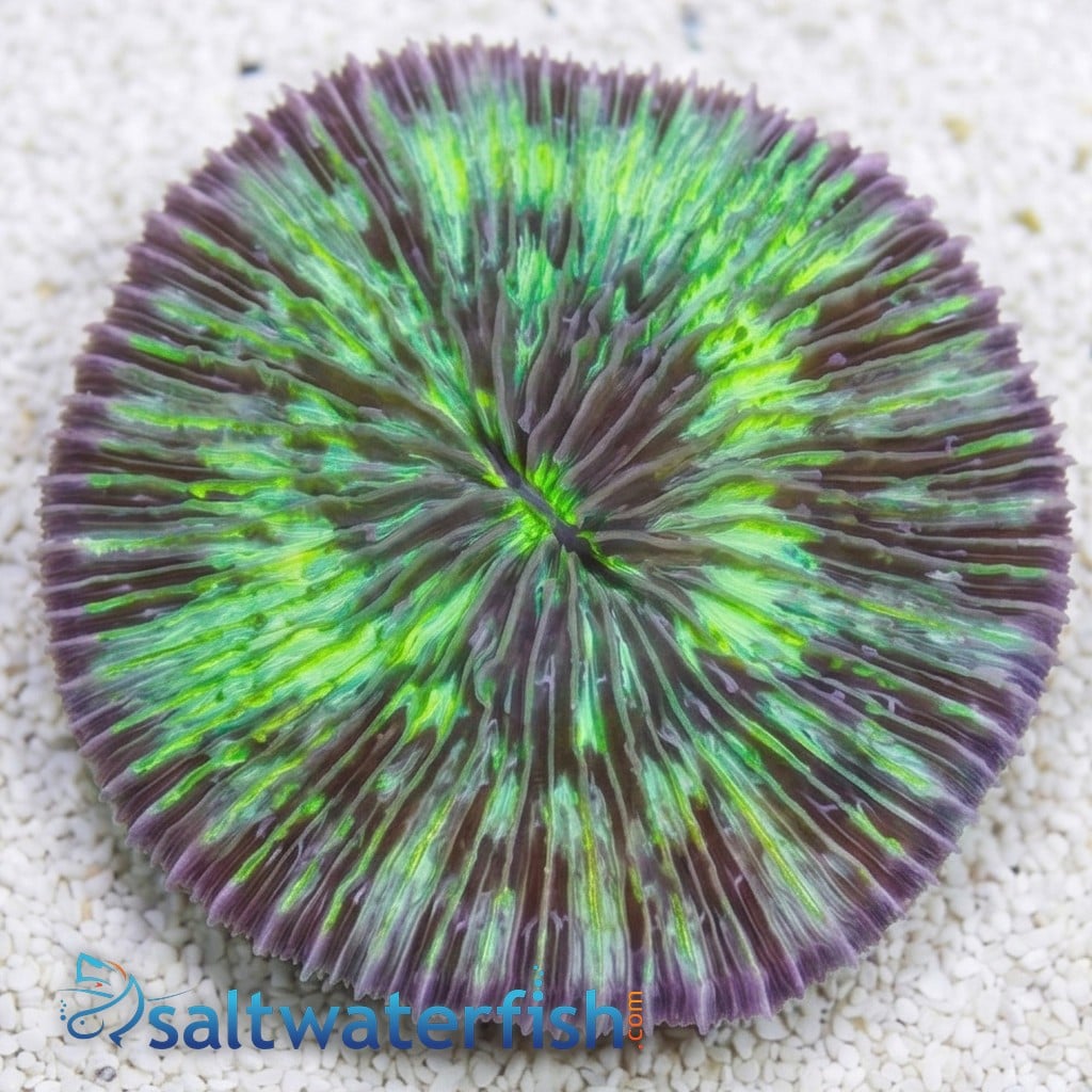 Short Tentacle Plate Coral  