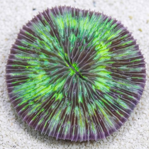 Short Tentacle Plate Coral  