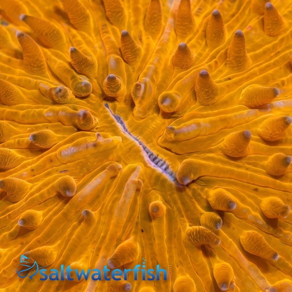 Fungia Plate Coral: Neon Orange  