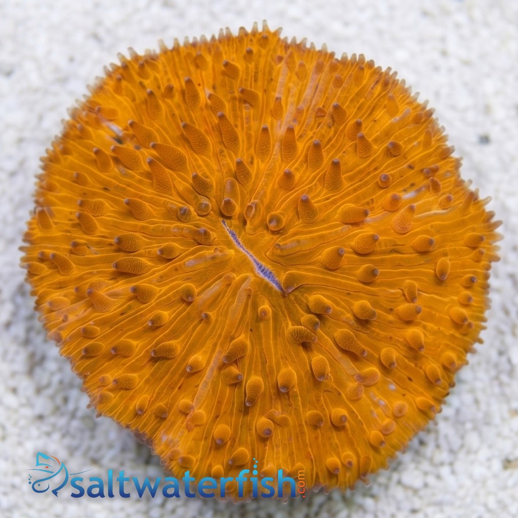 Fungia Plate Coral: Neon Orange  