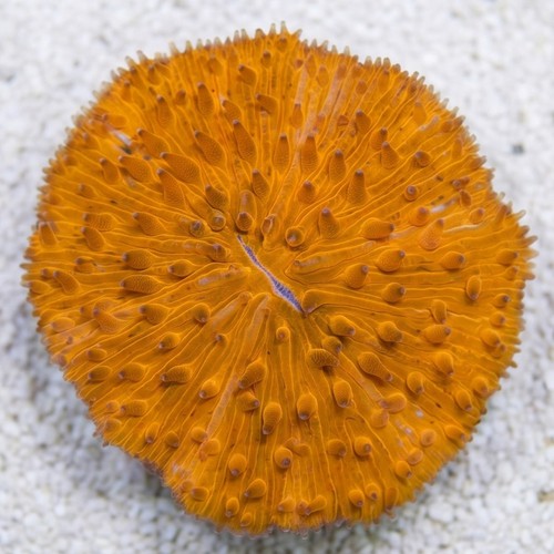 Fungia Plate Coral: Neon Orange  