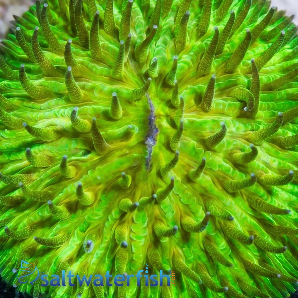 Fungia Plate Coral: "Sunset" Orange w/ Green Polyps  