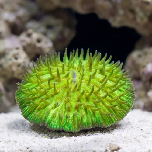 Fungia Plate Coral: "Sunset" Orange w/ Green Polyps