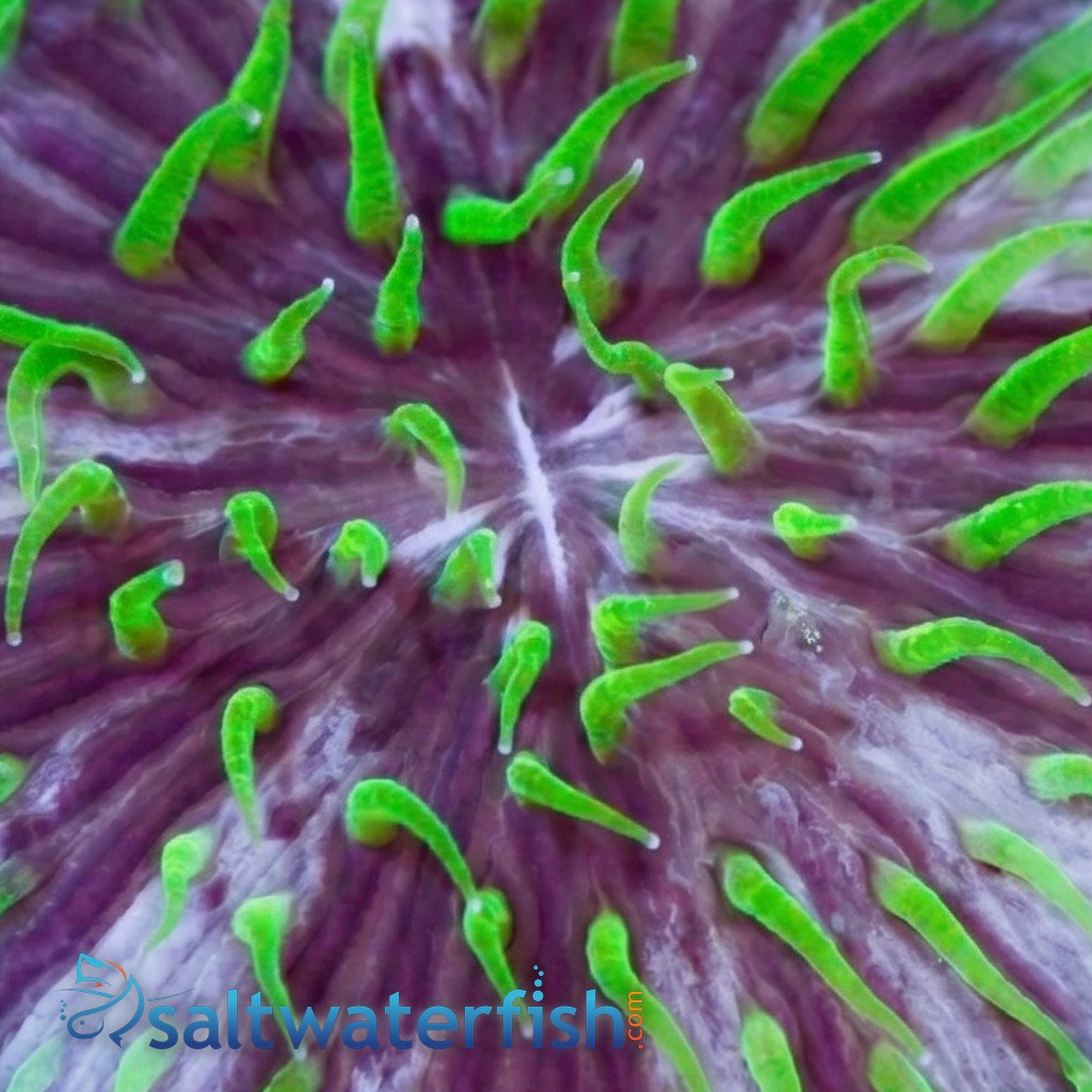 Fungia Plate Coral: Purple & White w/Green Polyps "Pinwheel"