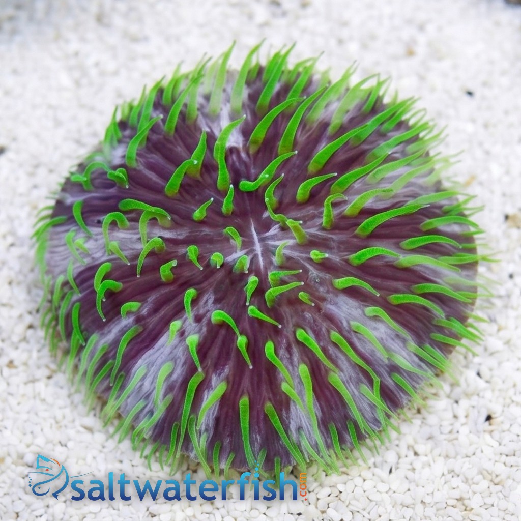 Fungia Plate Coral: Purple & White w/Green Polyps "Pinwheel"