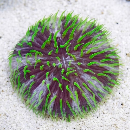 Fungia Plate Coral: Purple & White w/Green Polyps "Pinwheel"
