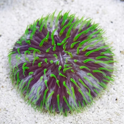 Fungia Plate Coral: Purple & White w/Green Polyps "Pinwheel"