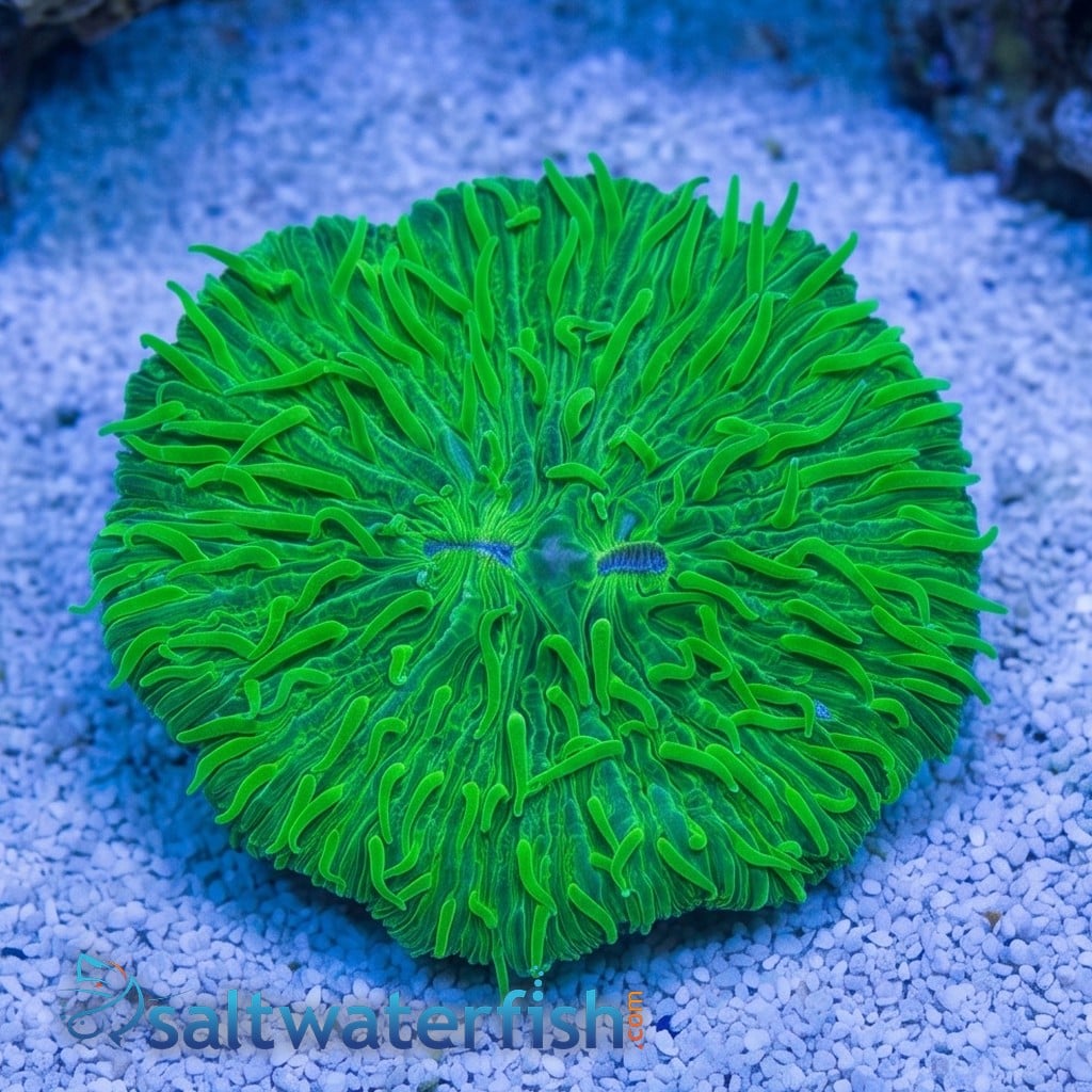 Fungia Plate Coral: Neon Green - Aquacultured