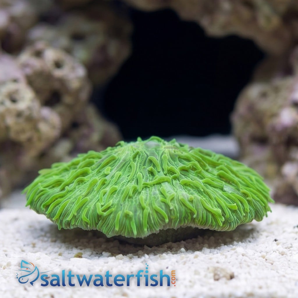 Fungia Plate Coral: Neon Green - Aquacultured