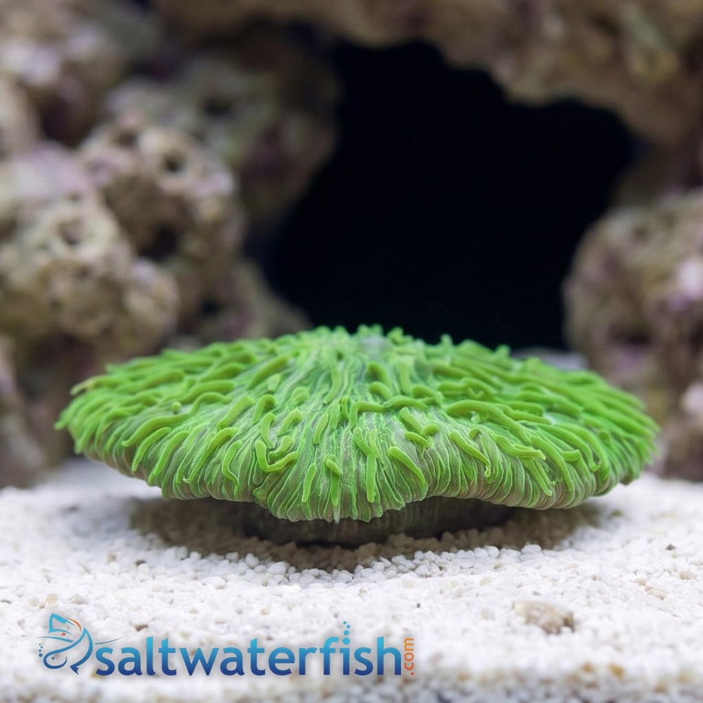 Fungia Plate Coral: Neon Green - Aquacultured