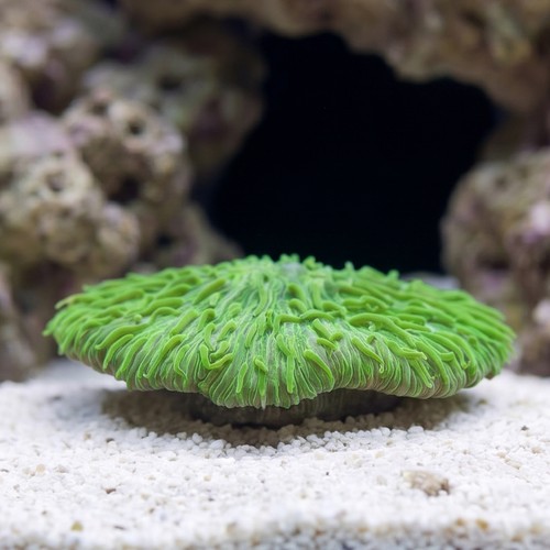 Fungia Plate Coral: Neon Green
