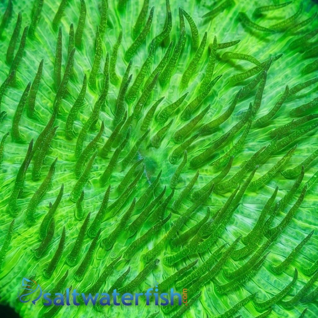 Fungia Plate Coral: Solid Green Short Tentacle