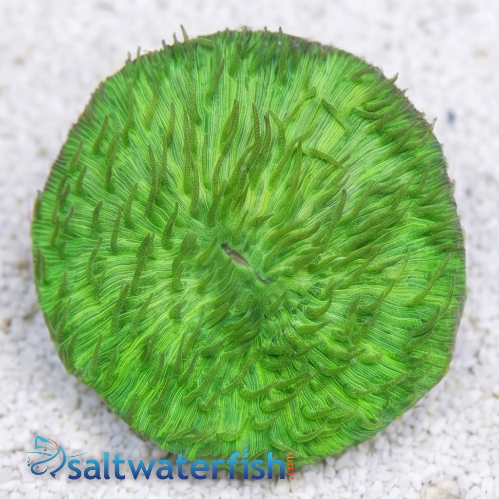 Fungia Plate Coral: Solid Green Short Tentacle