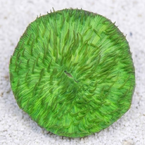 Fungia Plate Coral: Solid Green Short Tentacle