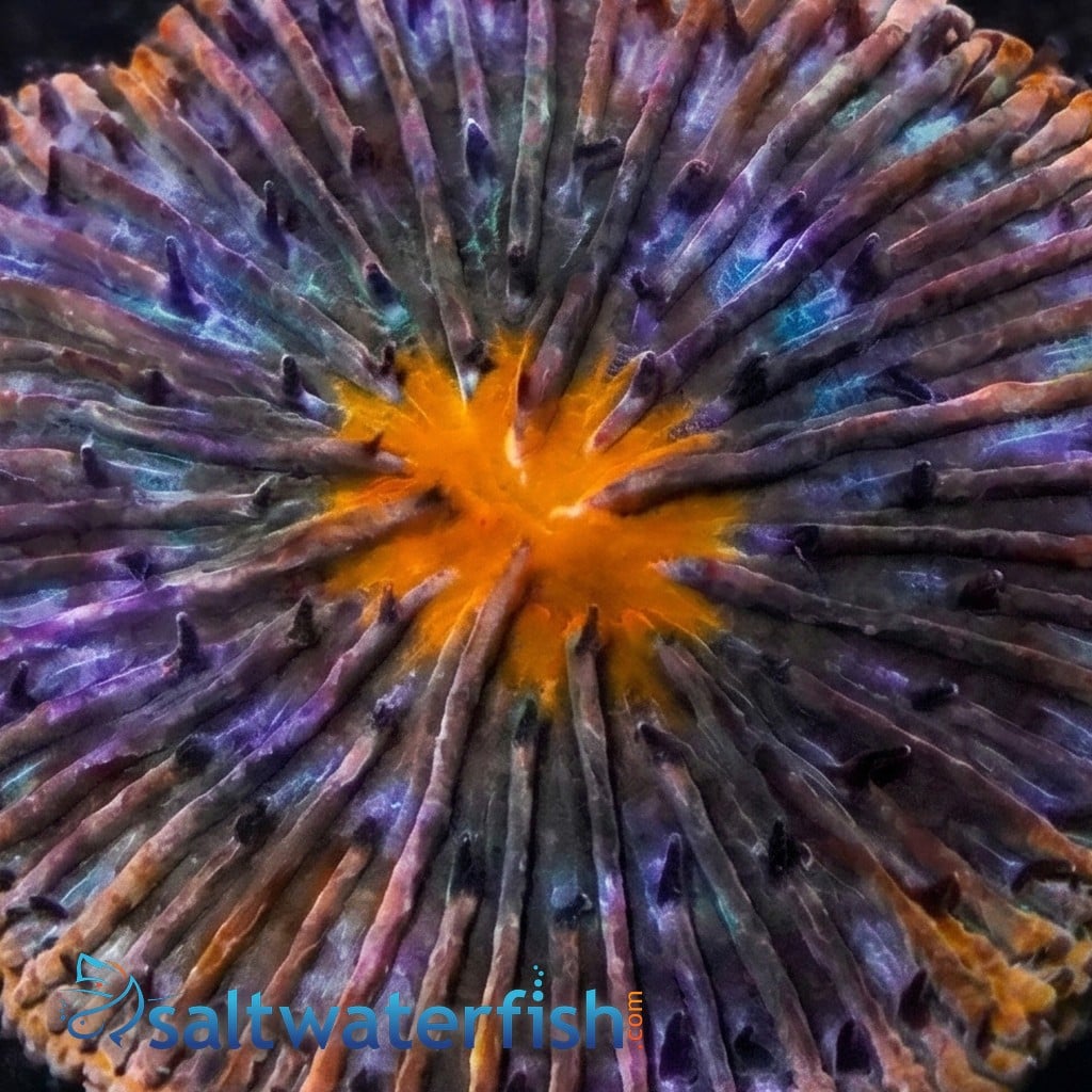 Fungia Plate Coral: Orange w/ Purple Polyps and Rim - Australia