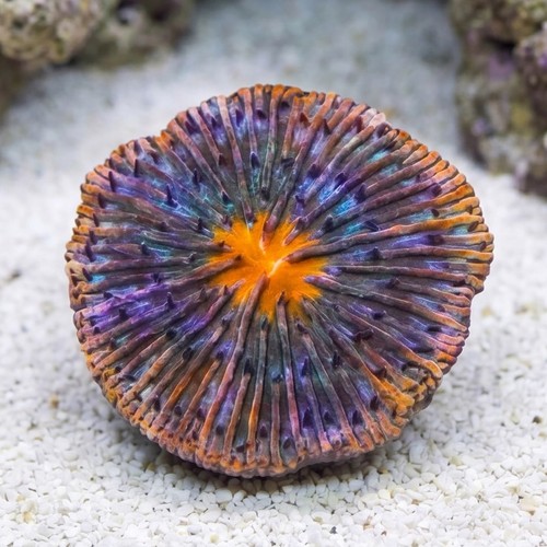 Fungia Plate Coral: Orange w/ Purple Polyps and Rim - Australia
