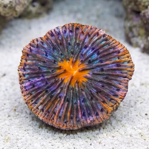Fungia Plate Coral: Orange w/ Purple Polyps and Rim - Australia