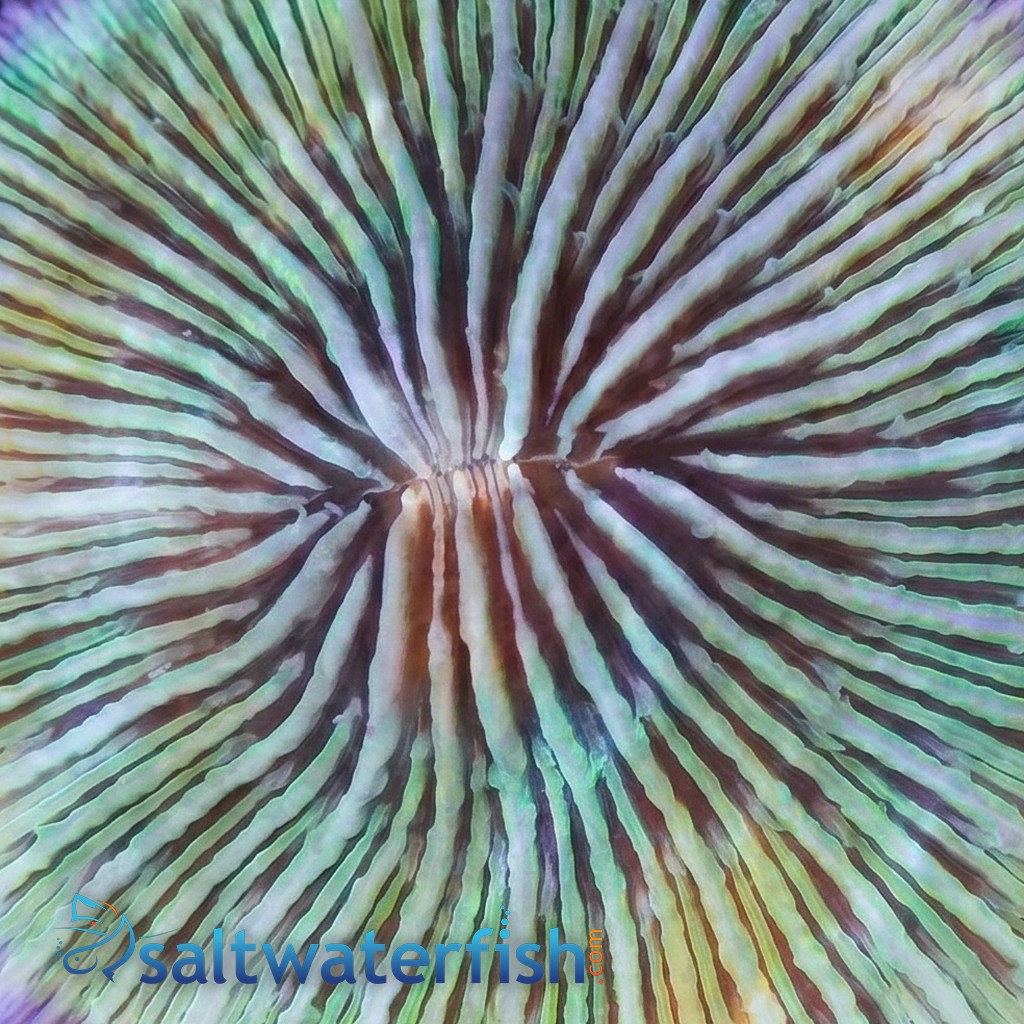 Fungia Plate Coral: Purple Short Polyp - Fiji