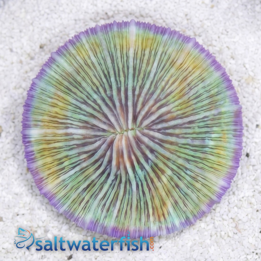 Fungia Plate Coral: Purple Short Polyp - Fiji