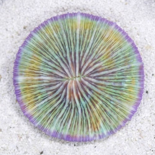 Fungia Plate Coral: Purple Short Polyp - Fiji