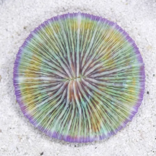 Fungia Plate Coral: Purple Short Polyp - Fiji