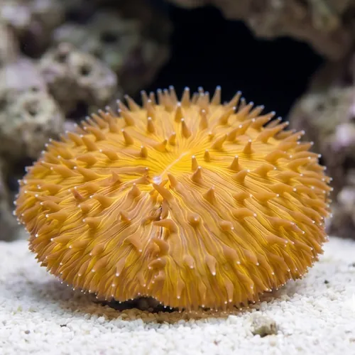 Fungia Plate Coral: Orange - Australia