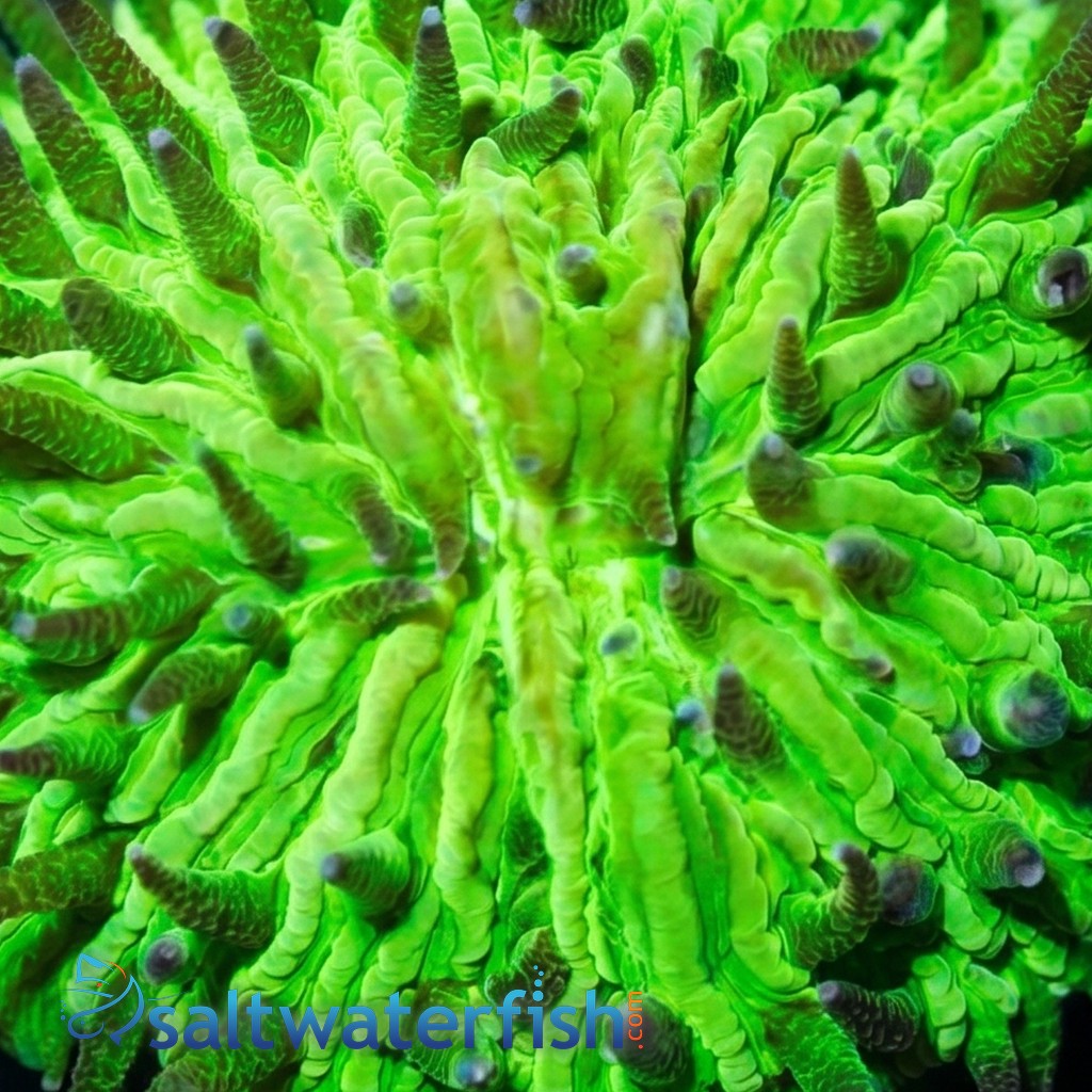 Fungia Plate Coral: Neon Green