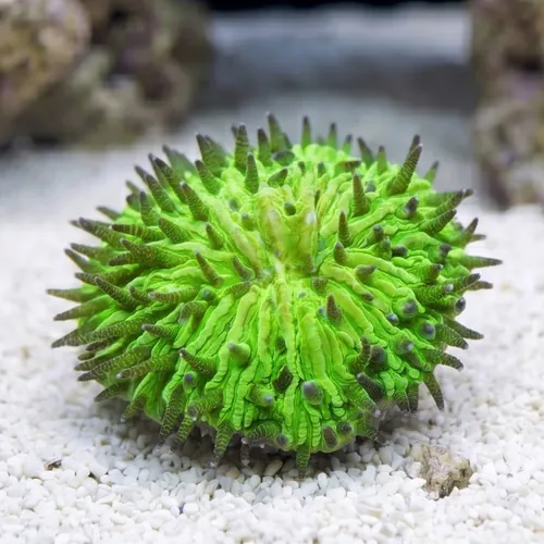 Fungia Plate Coral: Neon Green