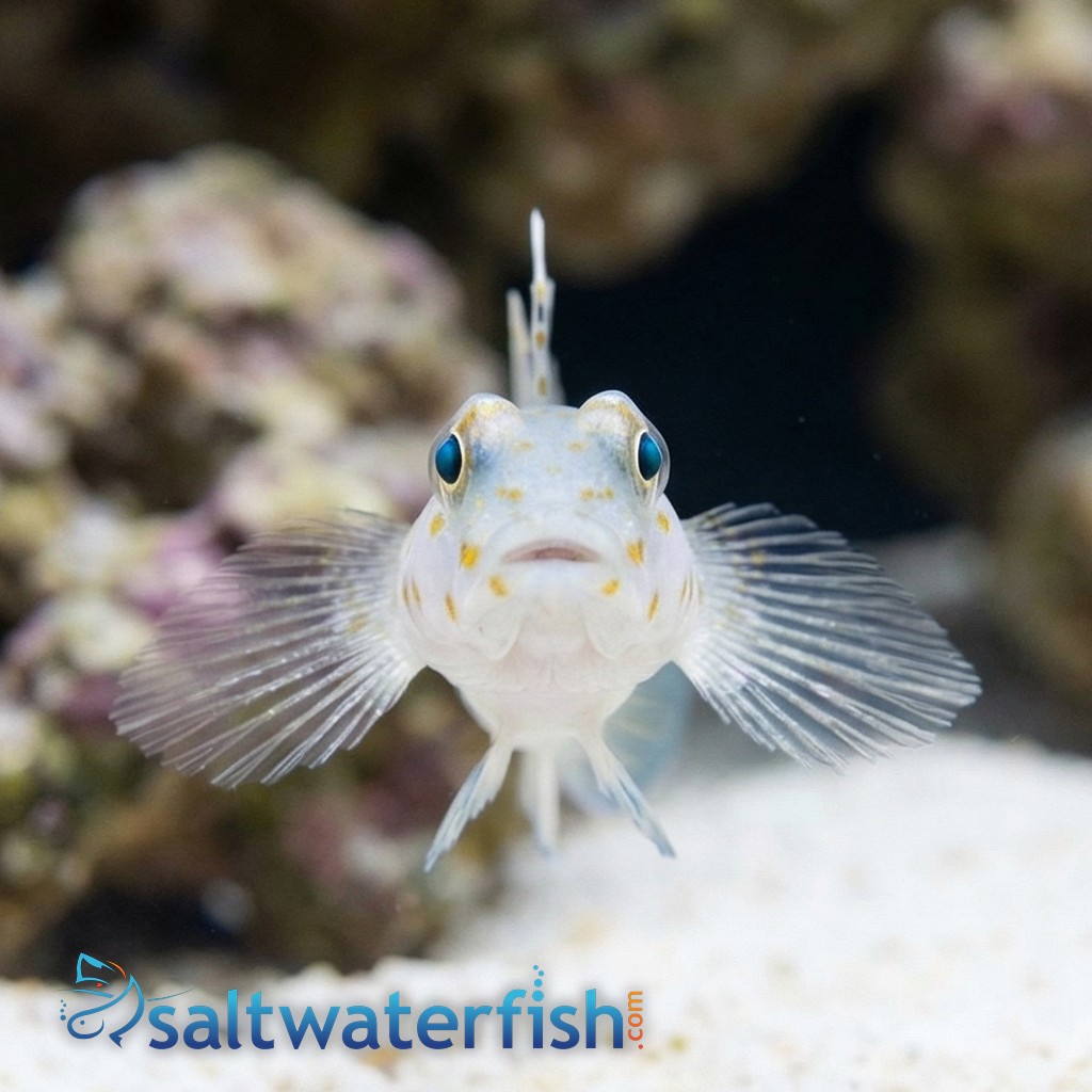 Common Fusegoby